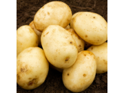 Nadine Seed Potatoes (Second Early - 1 kg)